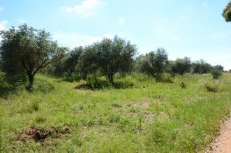 Terreno con Rudere Civile Abitazione vendita Alghero