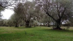 Terreno in Località Ungias