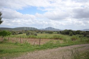 Azienda zootecnica nella pianura della Nurra