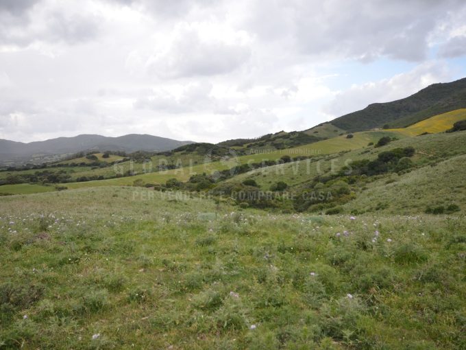 Azienda zootecnica nella pianura della Nurra