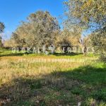 Terreno Agricolo Olivetato Località Sa Segada