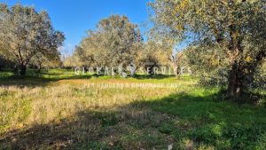 Terreno Agricolo Olivetato Località Sa Segada