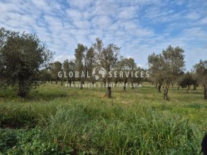 Terreno con Uliveto a Tancà Farrà