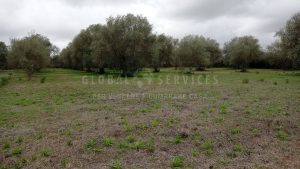 Terreno pianeggiante località Ungias