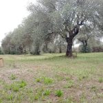 Terreno pianeggiante località Ungias