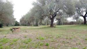 Terreno pianeggiante località Ungias
