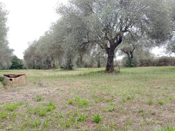 Terreno pianeggiante località Ungias