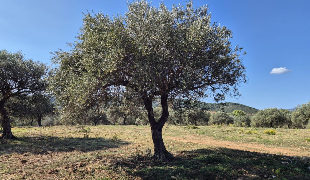 Immagine WhatsApp 2025-10-18 ore 09.43.16_5e2212f5