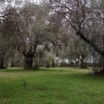 Terreno pianeggiante località Ungias