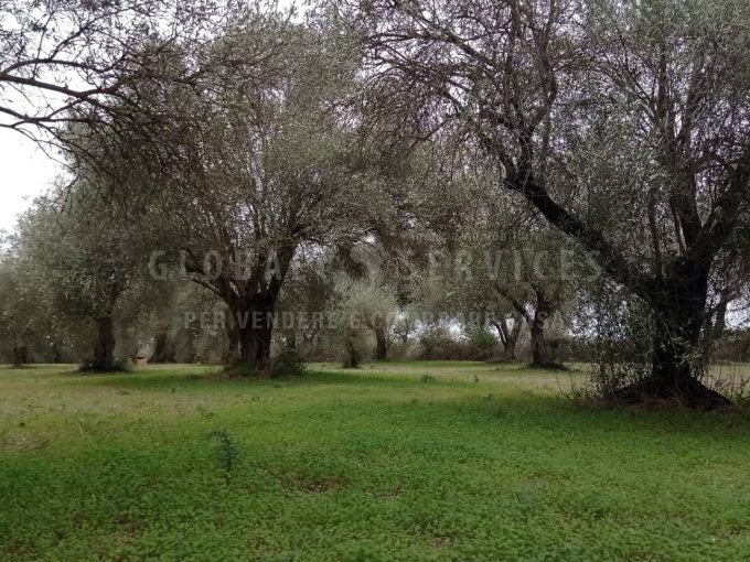 Terreno pianeggiante località Ungias