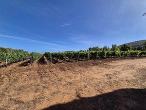 Opportunità Agricola Produttiva in regione Arenosu