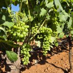 Opportunità Agricola Produttiva in regione Arenosu