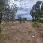 Terreno di 7000 mq zona La Rucchetta